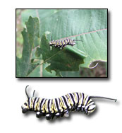 A photo of a caterpillar cropped out